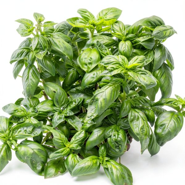 Earthborn Elements Basil Leaves Dried Herb Resealable Bucket-3