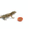 Crested Gecko Bowl Thinp Silicone Set of 6 Colors-5