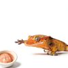 Paper Gecko Feeding Cups Reptiles Food and Water Bowls Feeder 0.5oz Small Cup Feeding Ledge Replacement Cups for Crested Gecko Lizards Spiders,100Pack-3