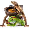 Magnetic Gecko Feeding Ledge OIIBO Resin with 3 PVC Cups 1.5lb Cap-6