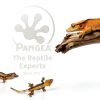Pangea Small 0.5oz Paper Gecko Food & Water Cups 100 Count Disposable-7