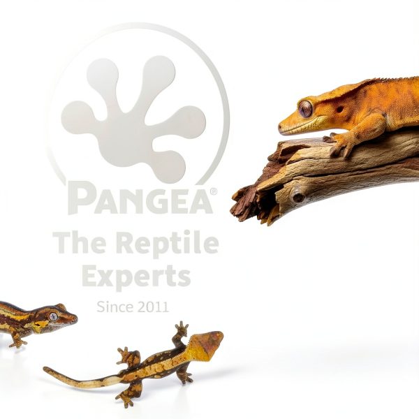 Pangea Small 0.5oz Paper Gecko Food & Water Cups 100 Count Disposable-7
