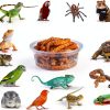 Crested Gecko Feeding Cups by YOJOR 0.5oz Bowls, 100‑Piece Set-4