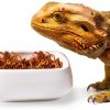 Reptile Food Bowls Ceramic Square Dish by LEETOYI White Medium 1-Pack-2