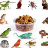 ANCKNE 200 pcs 0.5oz Crested Gecko Food and Water Feeding Cups | Reptile Feeder Bowls | for Lizard and Other Small Pet Ledge Accessories Supplies-5