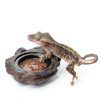 Magnetic Gecko Feeding Ledge OIIBO Resin with 3 PVC Cups 1.5lb Cap-2
