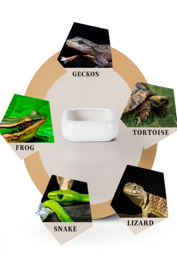 Reptile Food Bowls Ceramic Square Dish by LEETOYI White Medium 1-Pack-4