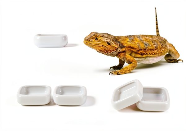 Reptile Food Bowls Ceramic Square Dish by LEETOYI White Medium 1-Pack-1