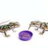 Crested Gecko Bowl Thinp Silicone Set of 6 Colors-6
