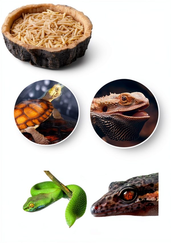 Reptile Water and Food Bowls CalPalmy 2 Pack Small Natural Tree Trunk-3