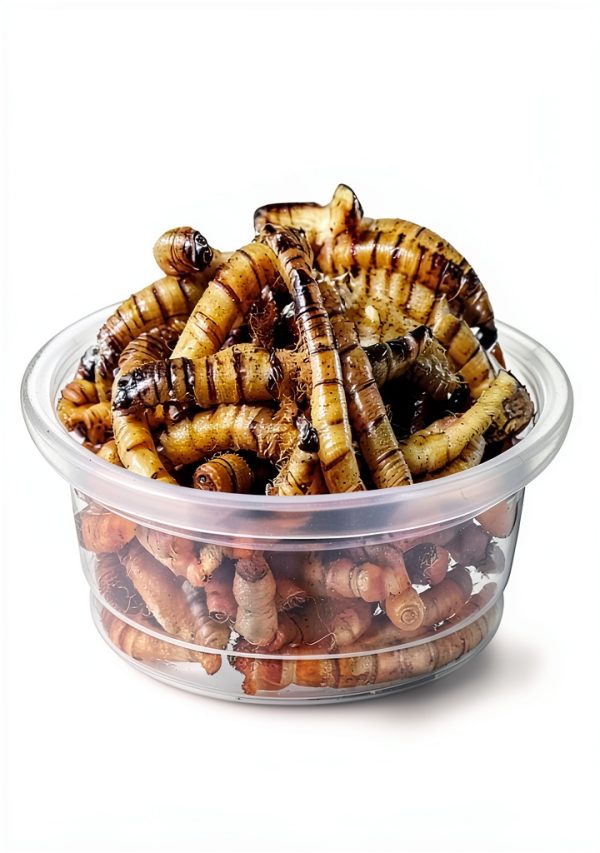 ANCKNE 200 pcs 0.5oz Crested Gecko Food and Water Feeding Cups | Reptile Feeder Bowls | for Lizard and Other Small Pet Ledge Accessories Supplies-2