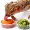 Crested Gecko Feeding Cups by YOJOR 0.5oz Bowls, 100‑Piece Set-5