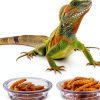 Gecko Food and Water Cups 500pcs Small Plastic Feeder by EBOOT 0.5oz-3