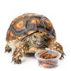 Gecko Food and Water Cups 500pcs Small Plastic Feeder by EBOOT 0.5oz-5