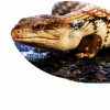 Reptile Corner Hunting Bowl - Glass Mount Insect Feeding Box for Reptile with Suction Cup which is Super Tight, Green, 6.29inch - M Size-4