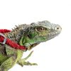 Gecko Food and Water Cups 500pcs Small Plastic Feeder by EBOOT 0.5oz-6