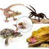 Gecko Food and Water Cups 500pcs Small Plastic Feeder by EBOOT 0.5oz-4